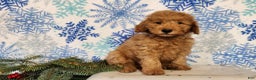 Mini Goldendoodle dogs for sale: Houston - Ad 2