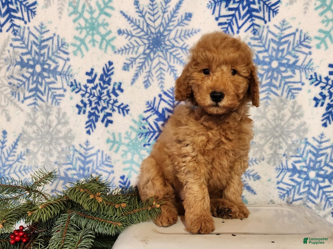 Mini Goldendoodle dogs for sale: Houston - Ad 2