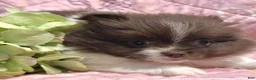 Pomeranian dogs for sale: Peachy keen - Ad 3