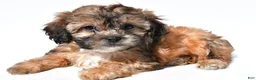 Shihpoo dogs for sale: Connie - Ad 2