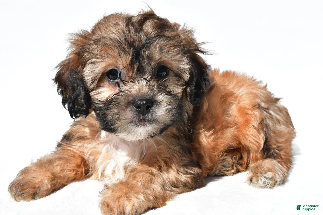 Shihpoo dogs for sale: Connie - Ad 2