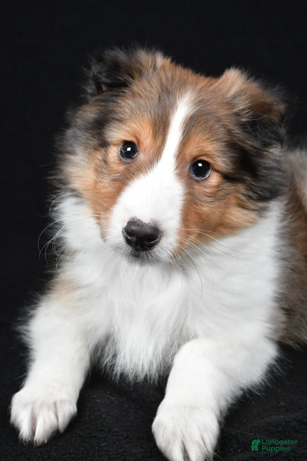 Shetland Sheepdog dogs for sale: Maggie - Ad 12