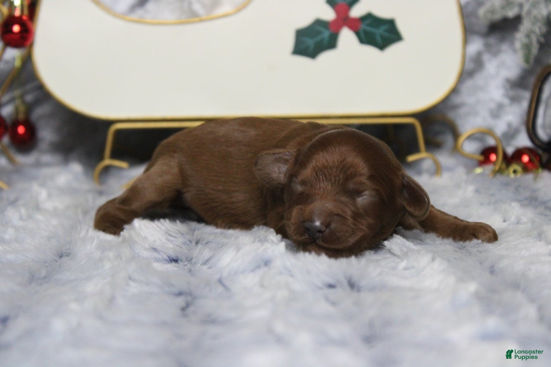 Cavapoo dogs for sale: Cinnamon  - Ad 6