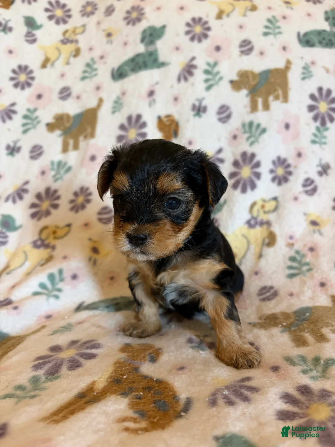 Morkie dogs for sale: Mochi - Ad 2