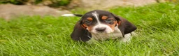 Basset Hound dogs for sale: Morgan - Ad 6