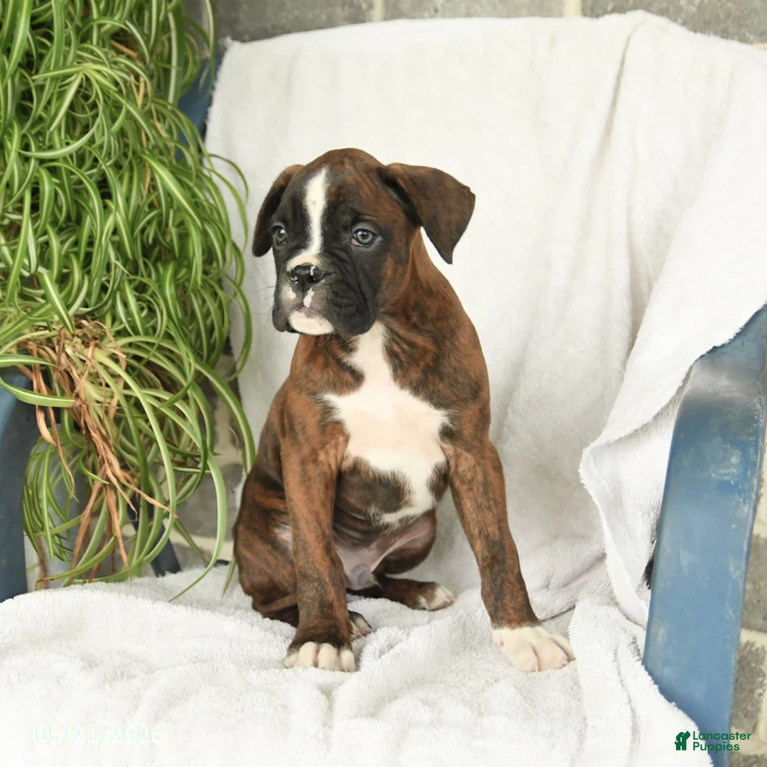 Boxer dogs for sale: Frisky - Ad 2