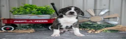 Mixed Breed dogs for sale: Sugar - Ad 2