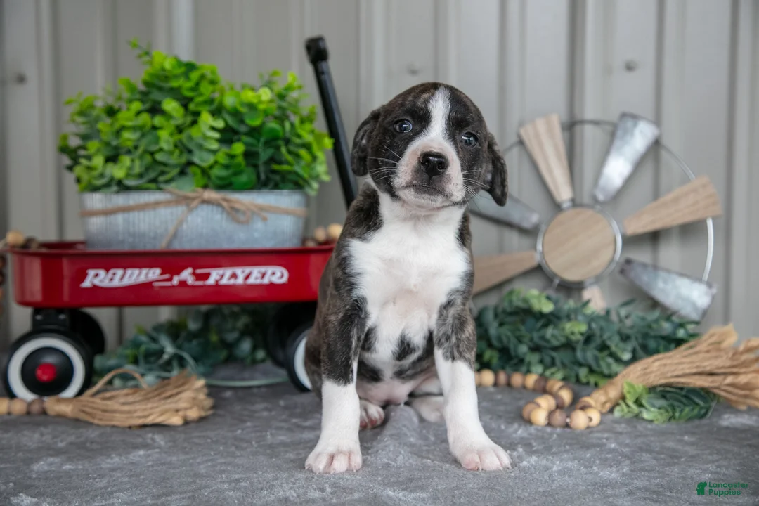 Mixed Breed dogs for sale: Sugar - Ad 2