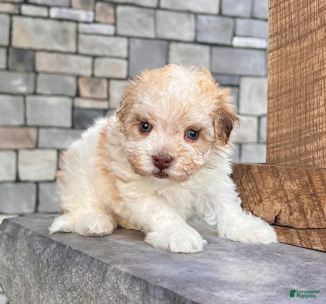 Havanese dogs for sale: Gabriel - Ad 1