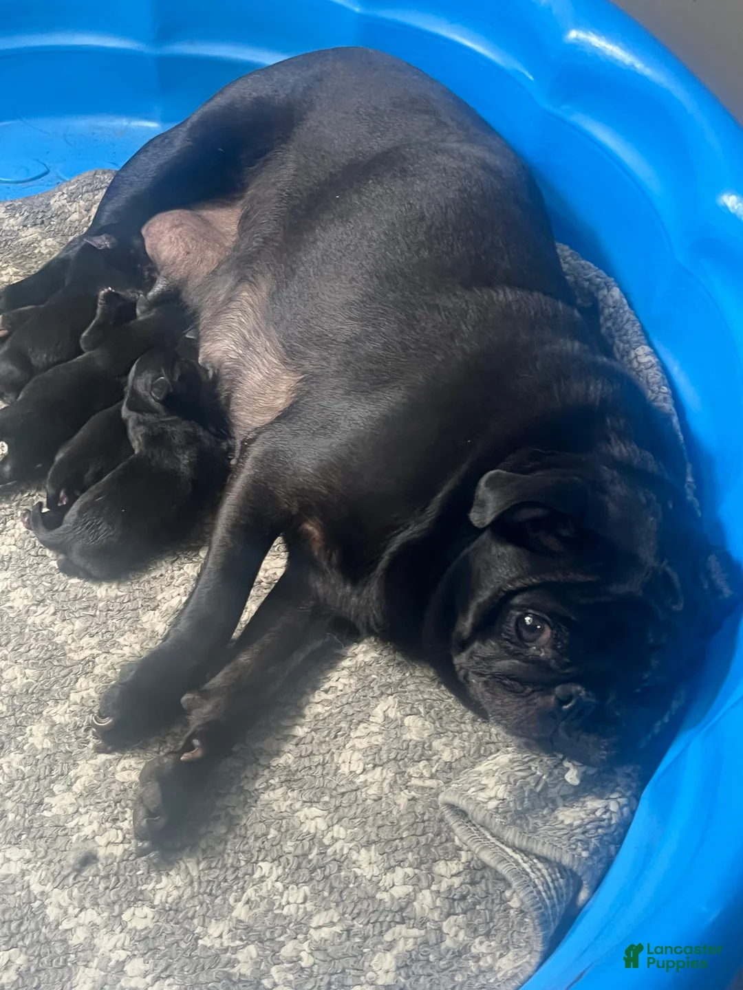 Pug dogs for sale: Pug 2 - Ad 2