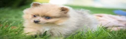 Pomeranian dogs for sale: Berlioz Pomeranian  - Ad 4