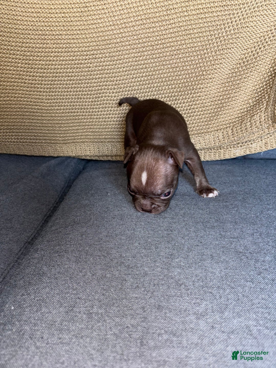 Frenchton dogs for sale: Miracle - Ad 7