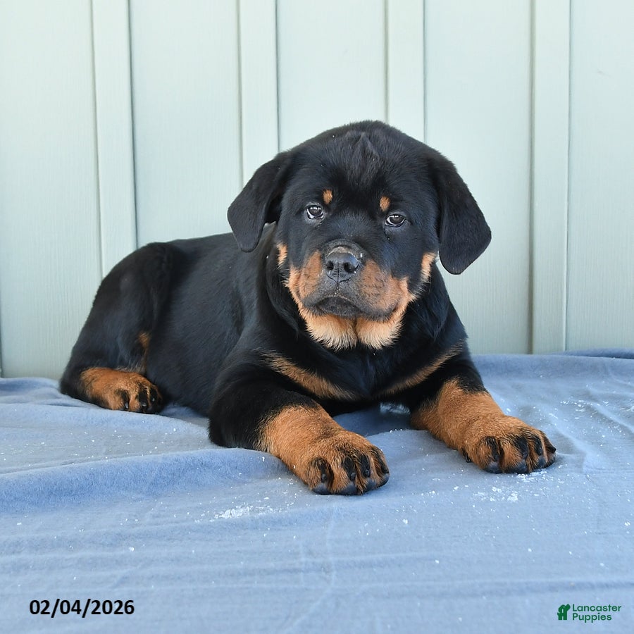 Rottweiler dogs Trixie - Ad 2