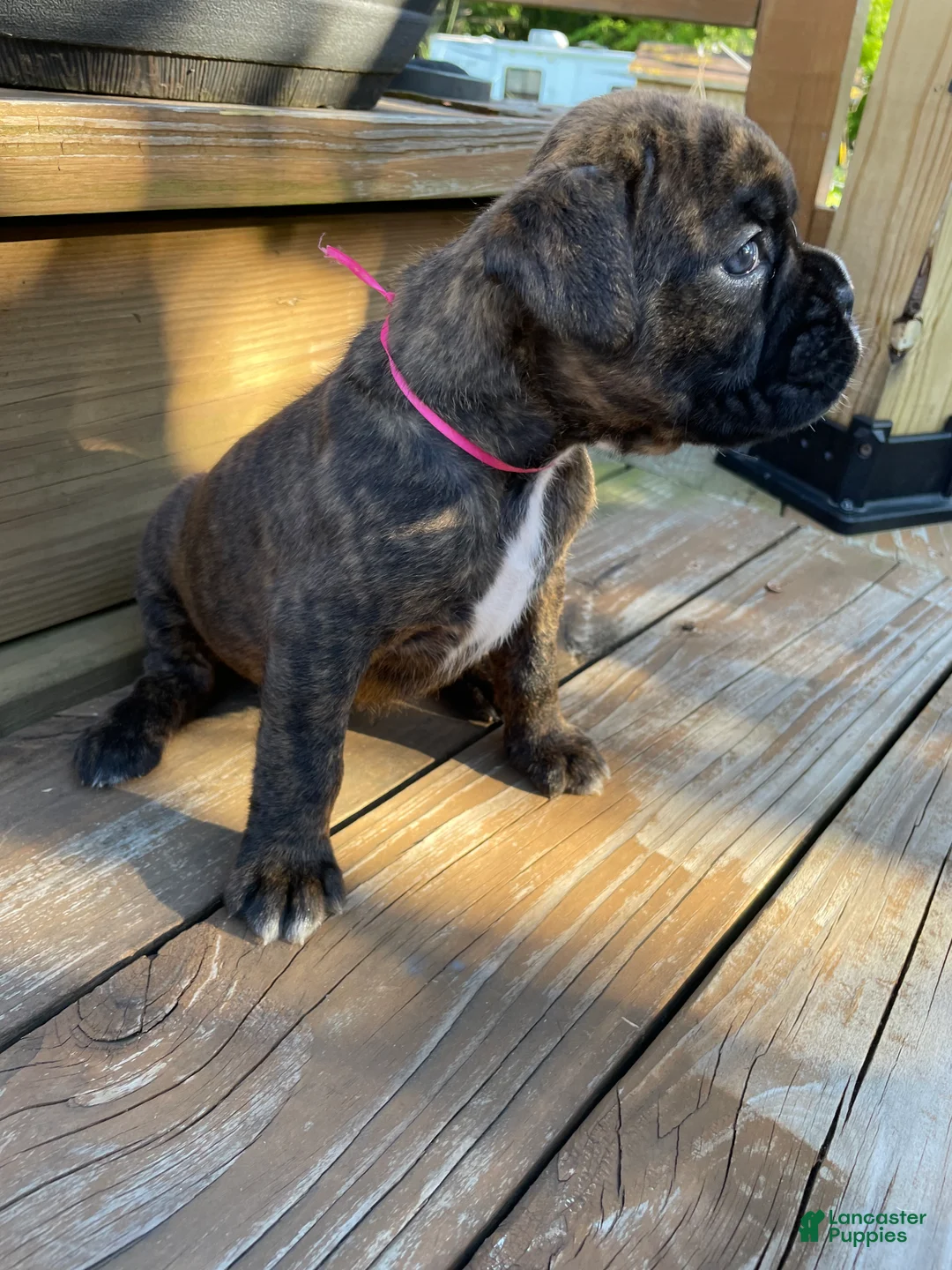Boxer dogs for sale: Pink - Ad 2