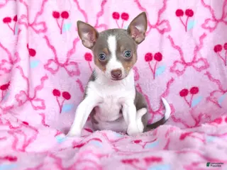 Chihuahua dogs for sale: Jasmine - Ad 2