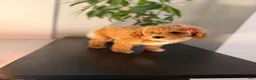 Toy Poodle dogs for sale: Tootsie - Ad 2