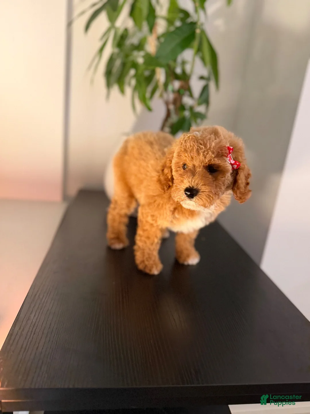 Toy Poodle dogs for sale: Tootsie - Ad 2