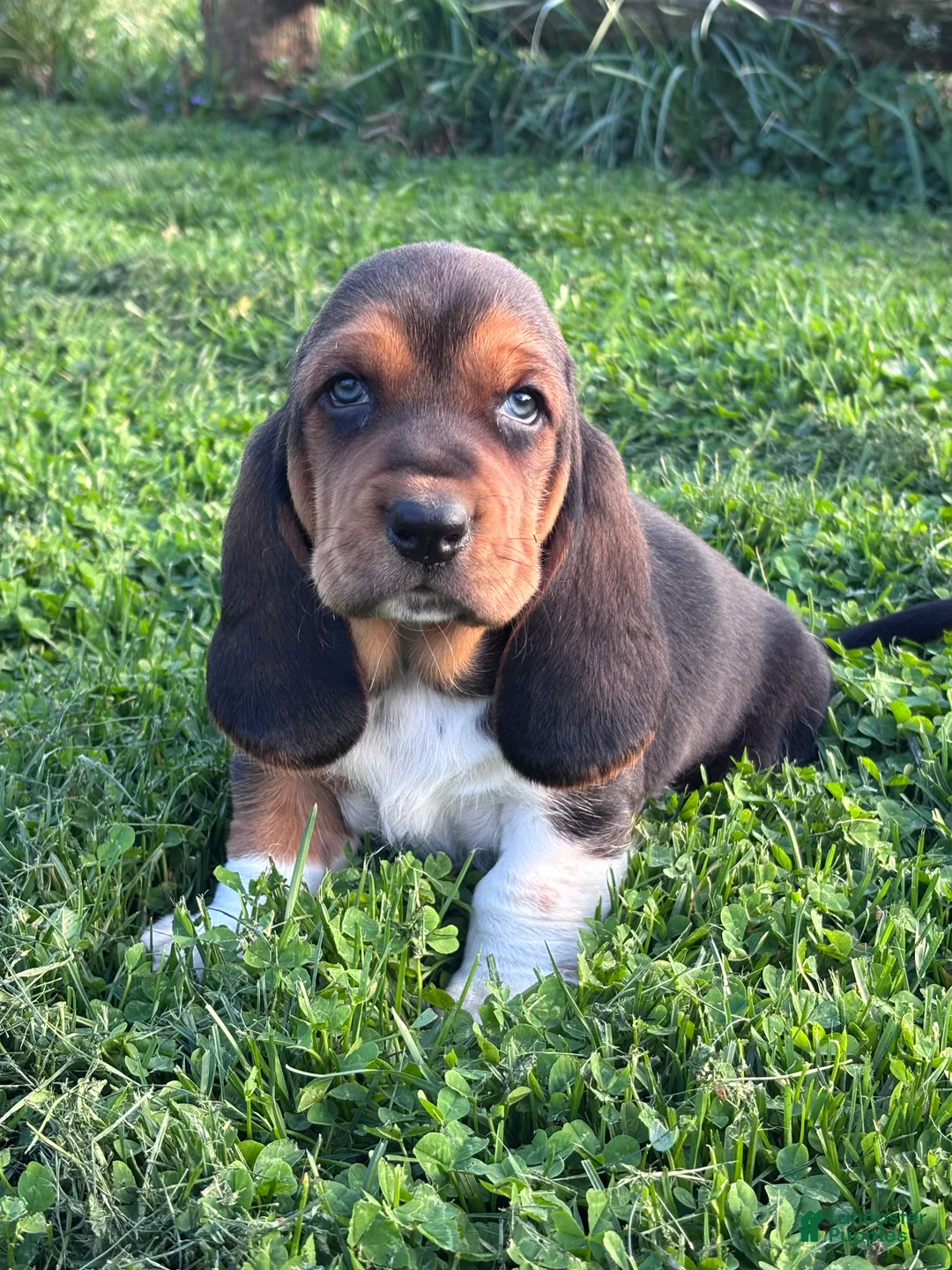 Basset Hound dogs for sale: Moose - Ad 2