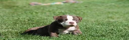 Olde English Bulldogge dogs for sale: Bluegates ETHYL - Ad 4