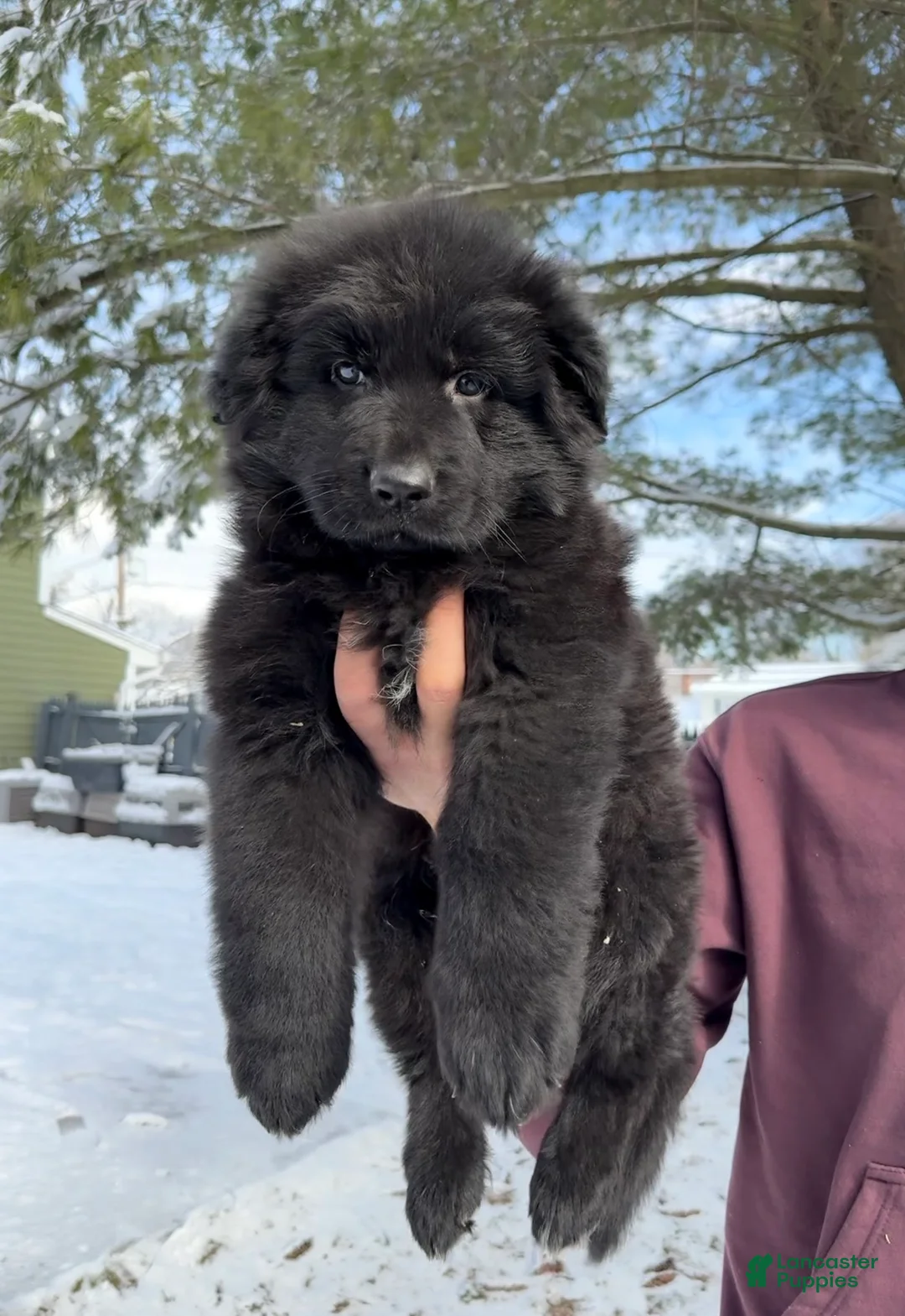 German Shepherd dogs for sale: Draco - Ad 1