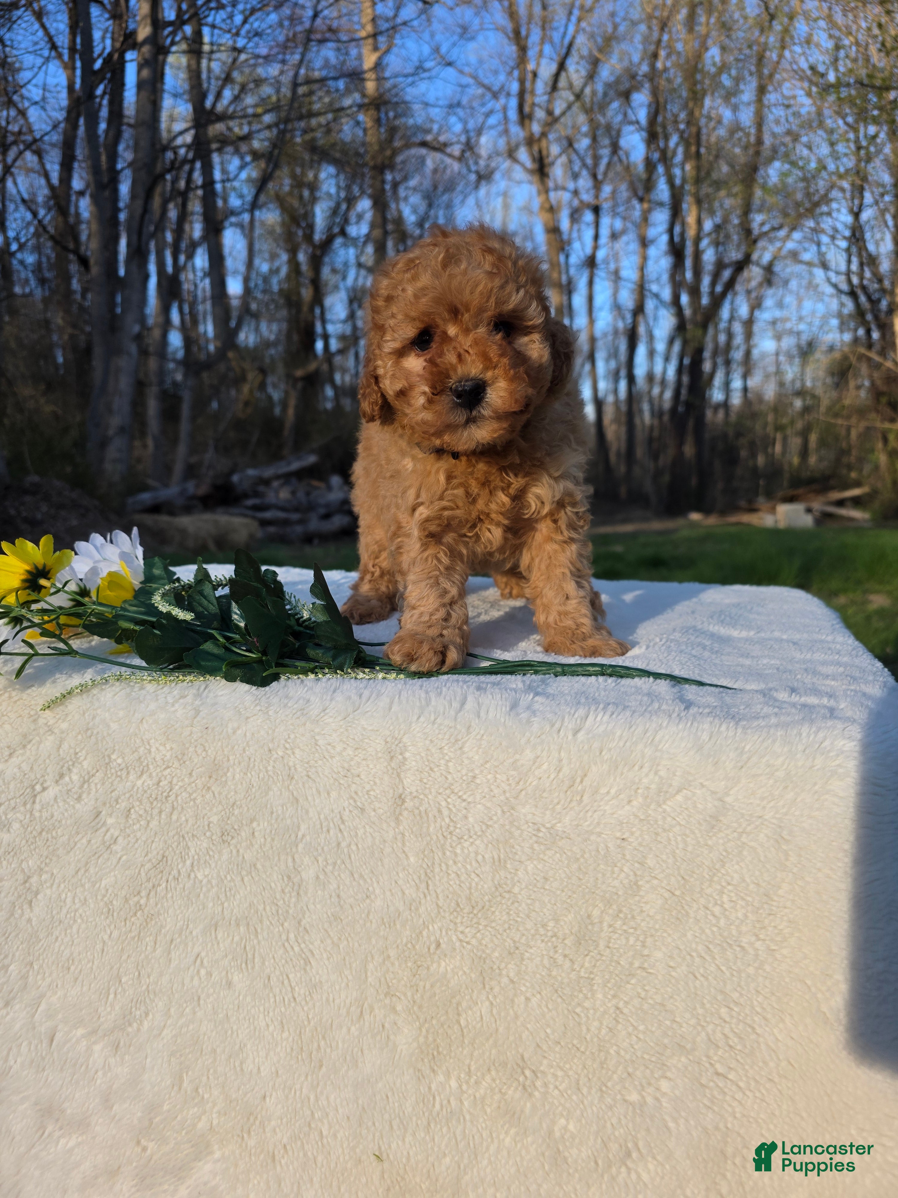 Mini Goldendoodle dogs DANDY - Ad 19