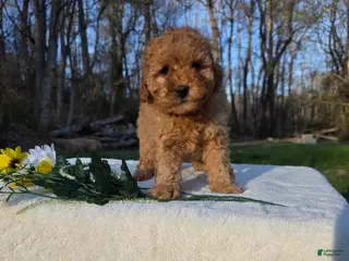 Mini Goldendoodle dogs DANDY - Ad 19