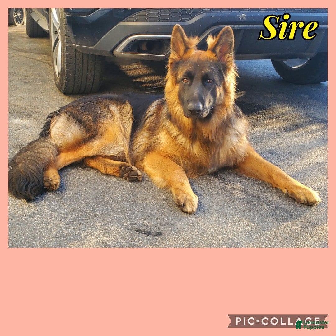 German Shepherd dogs for sale: Angel - Ad 5