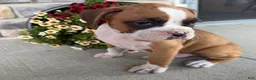 Boxer dogs for sale: Dan - Ad 3
