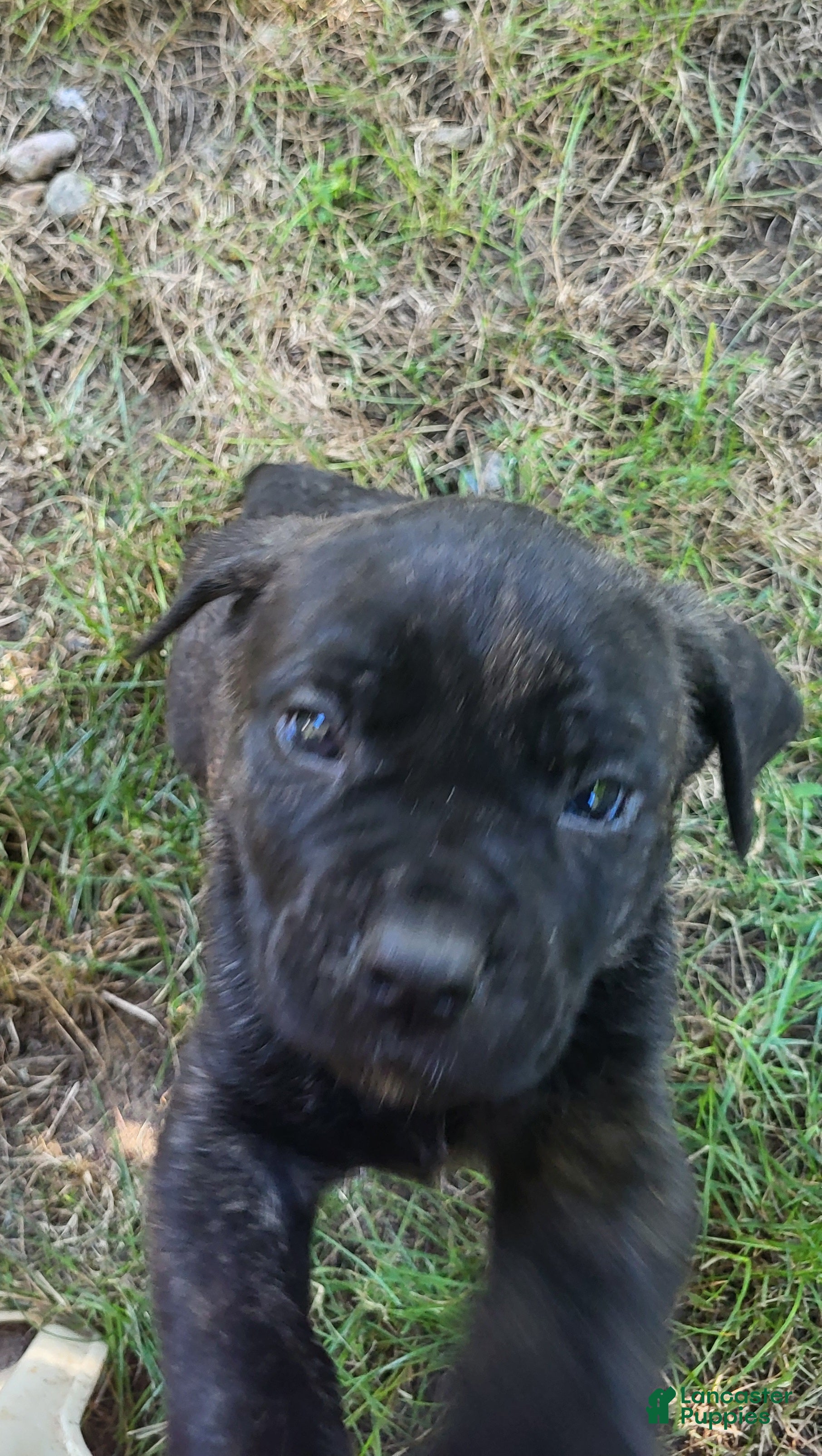 Cane Corso dogs Cane Corso 4 - Ad 35