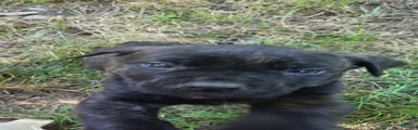 Cane Corso 4