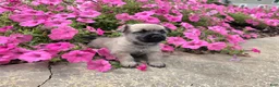 Cairn Terrier dogs for sale: Julie - Ad 5