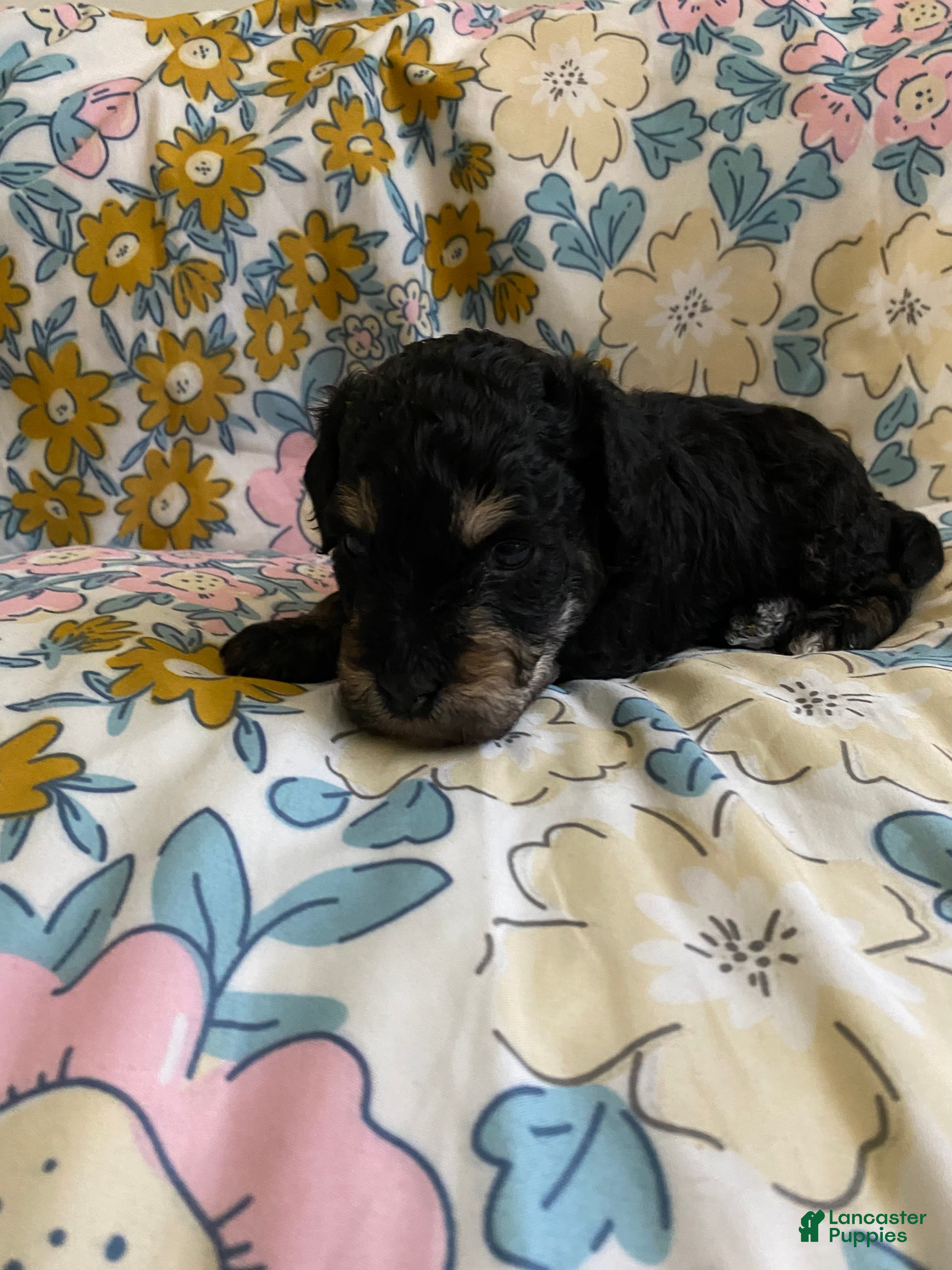 Mixed Breed dogs Andy - Ad 35