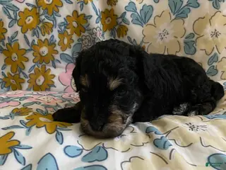 Mixed Breed dogs Andy - Ad 35