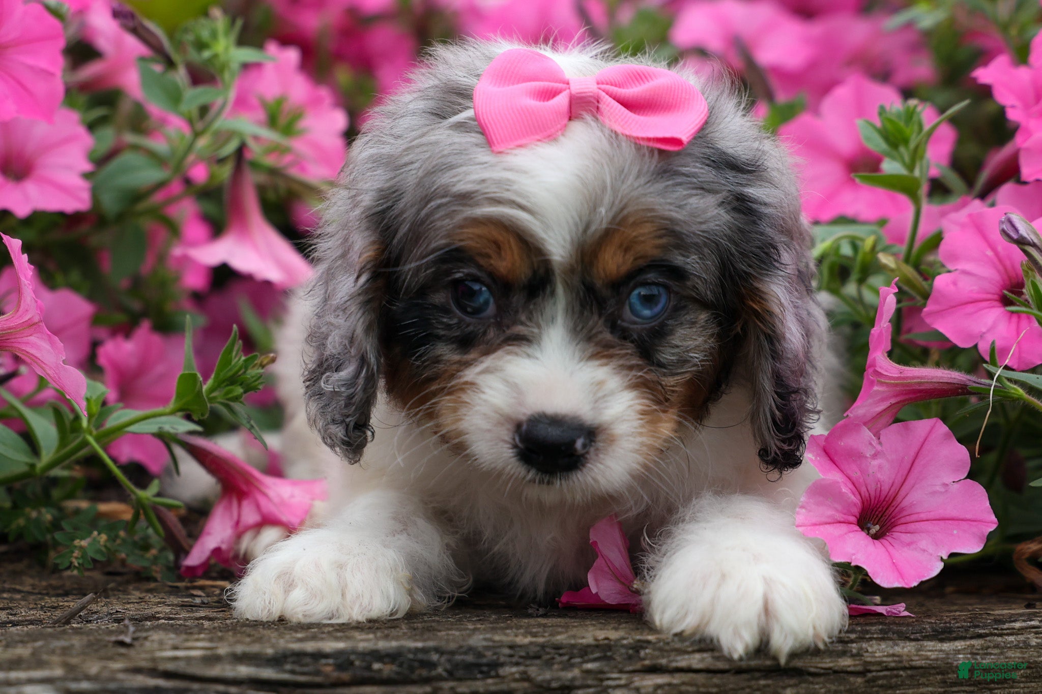 Cavapoo dogs  Paisley🎀 - Ad 2