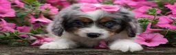 Cavapoo dogs for sale:  Paisley🎀 - Ad 2