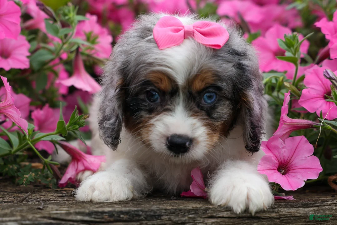 Cavapoo dogs for sale:  Paisley🎀 - Ad 2