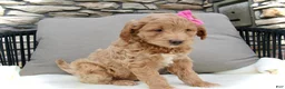 Mini Goldendoodle dogs for sale: Chloe - Ad 6