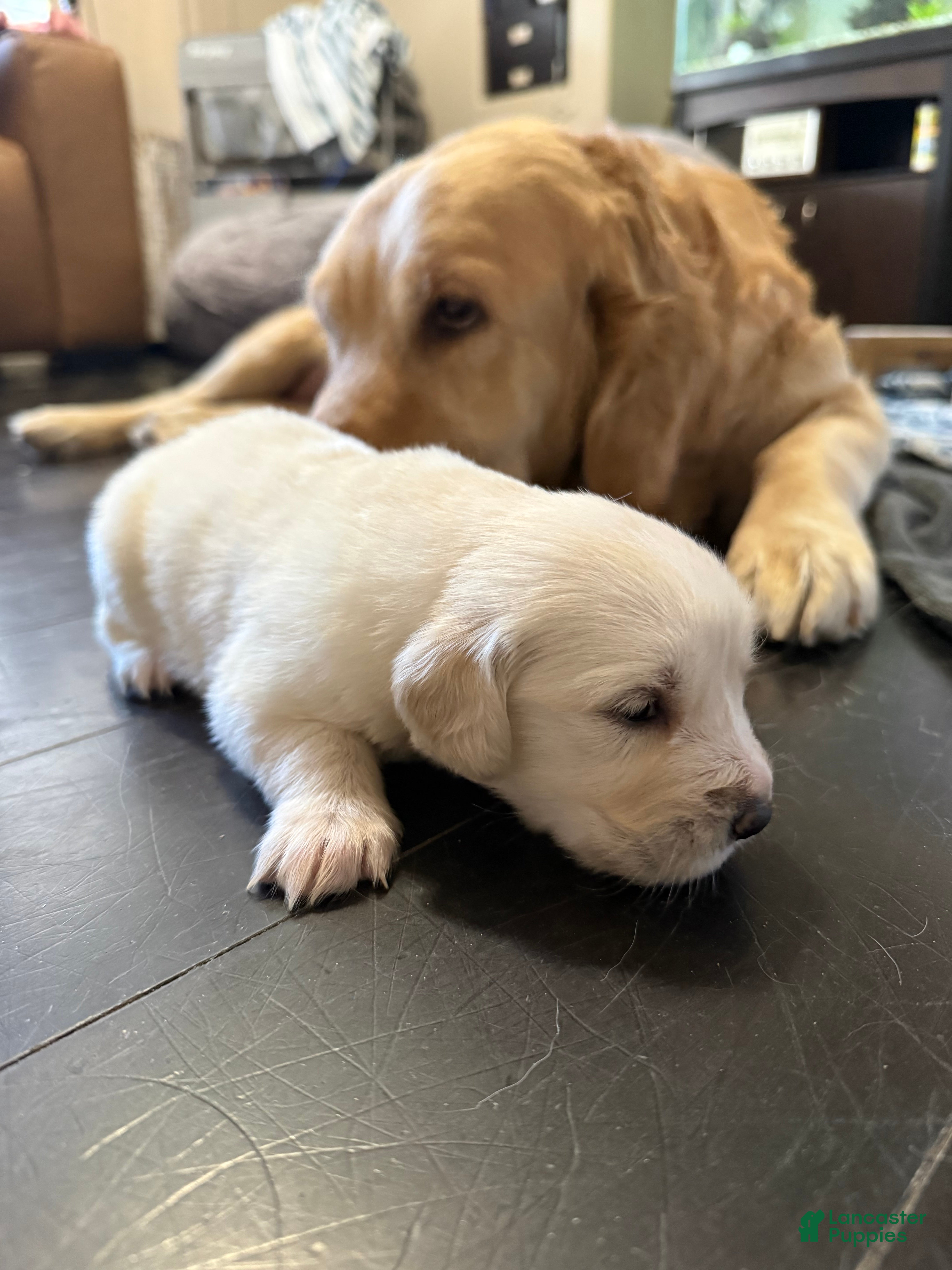 Golden Retriever Puppy 5