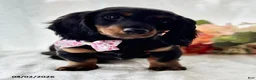 Miniature Dachshund dogs for sale: Sugar Gal - Ad 4