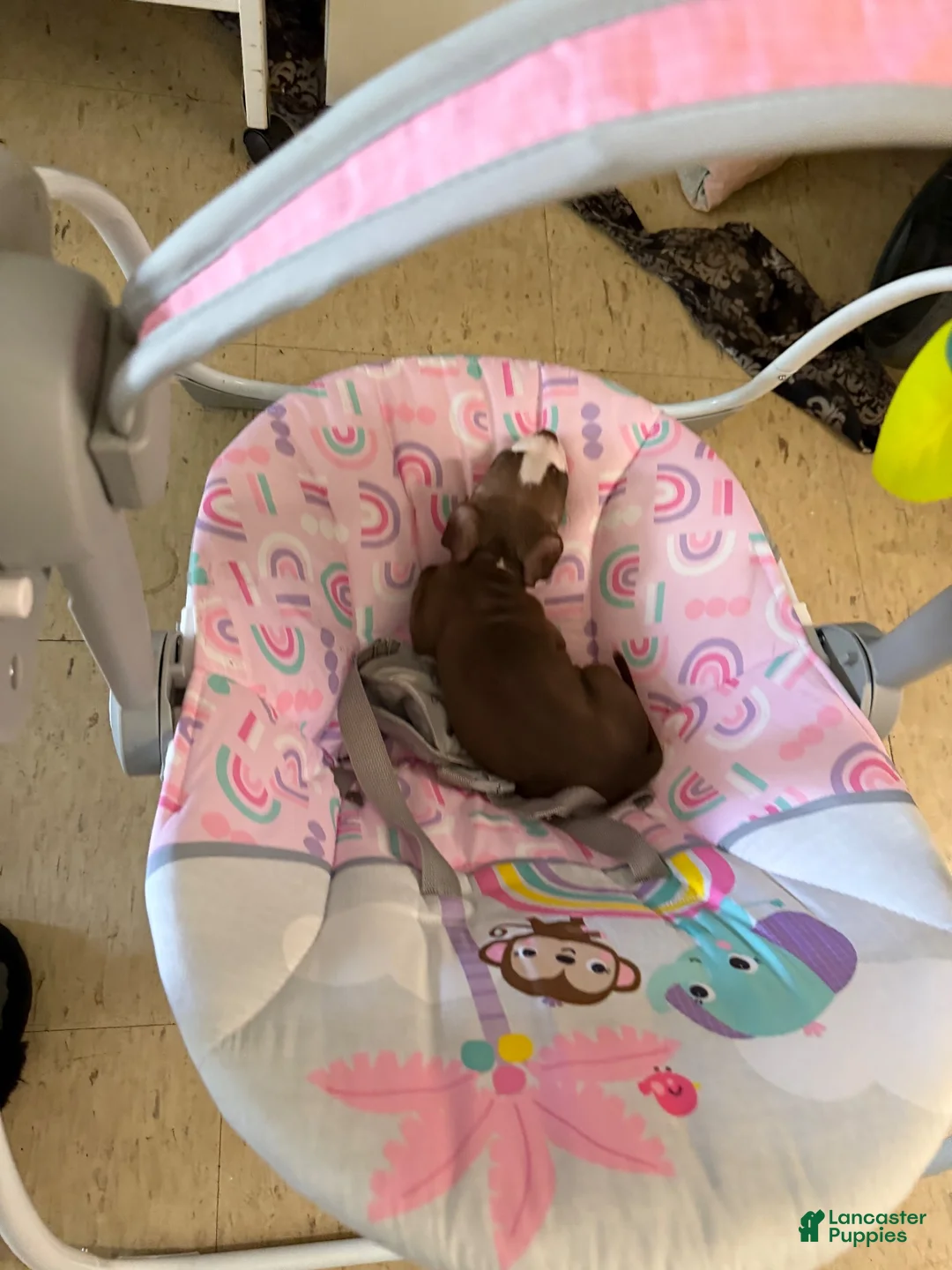 American Pit Bull Terrier dogs for sale: American Pit Bull Terrier 1 - Ad 26