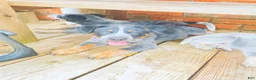 Australian Cattle Dog dogs for sale: Big Boy - Ad 1