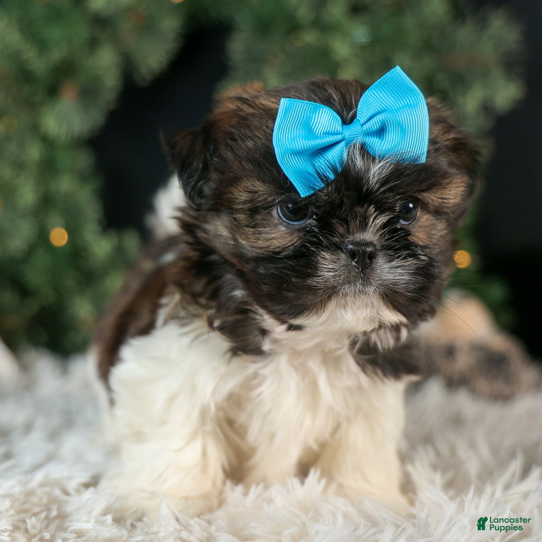 Shih Tzu dogs for sale: ROSCOE - Ad 11