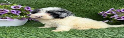 Mixed Breed dogs for sale: Baylor - Ad 3