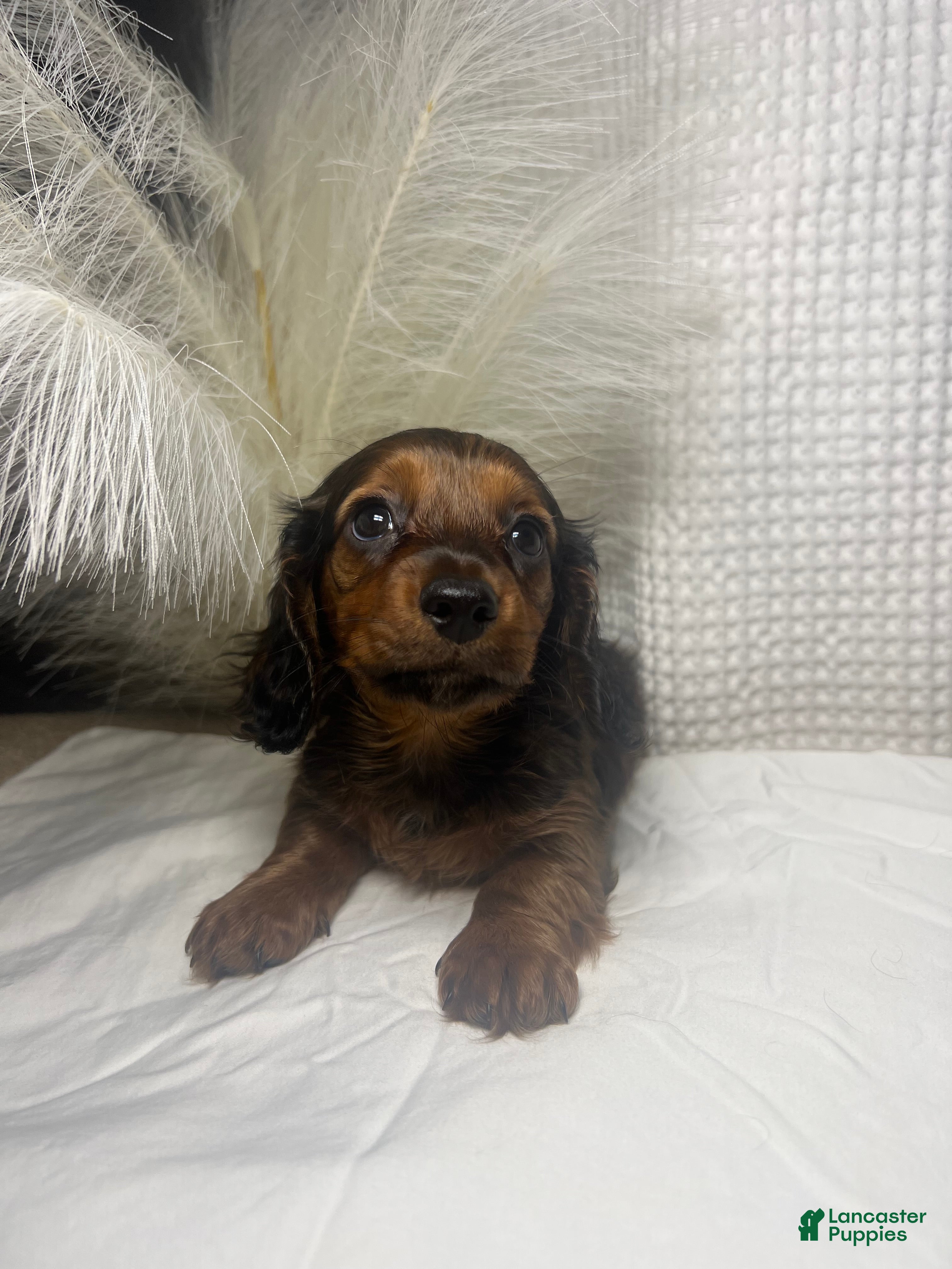 Miniature Dachshund dogs Tessa  - Ad 2