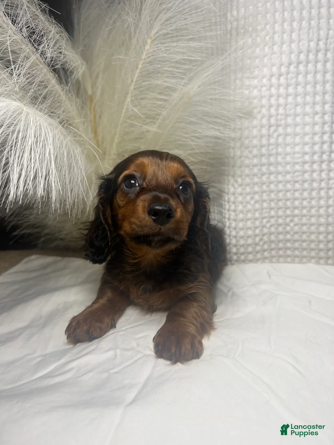 Miniature Dachshund dogs for sale: Tessa  - Ad 2