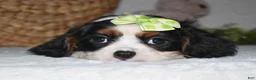 Cavalier King Charles Spaniel dogs for sale: Princess - Ad 6