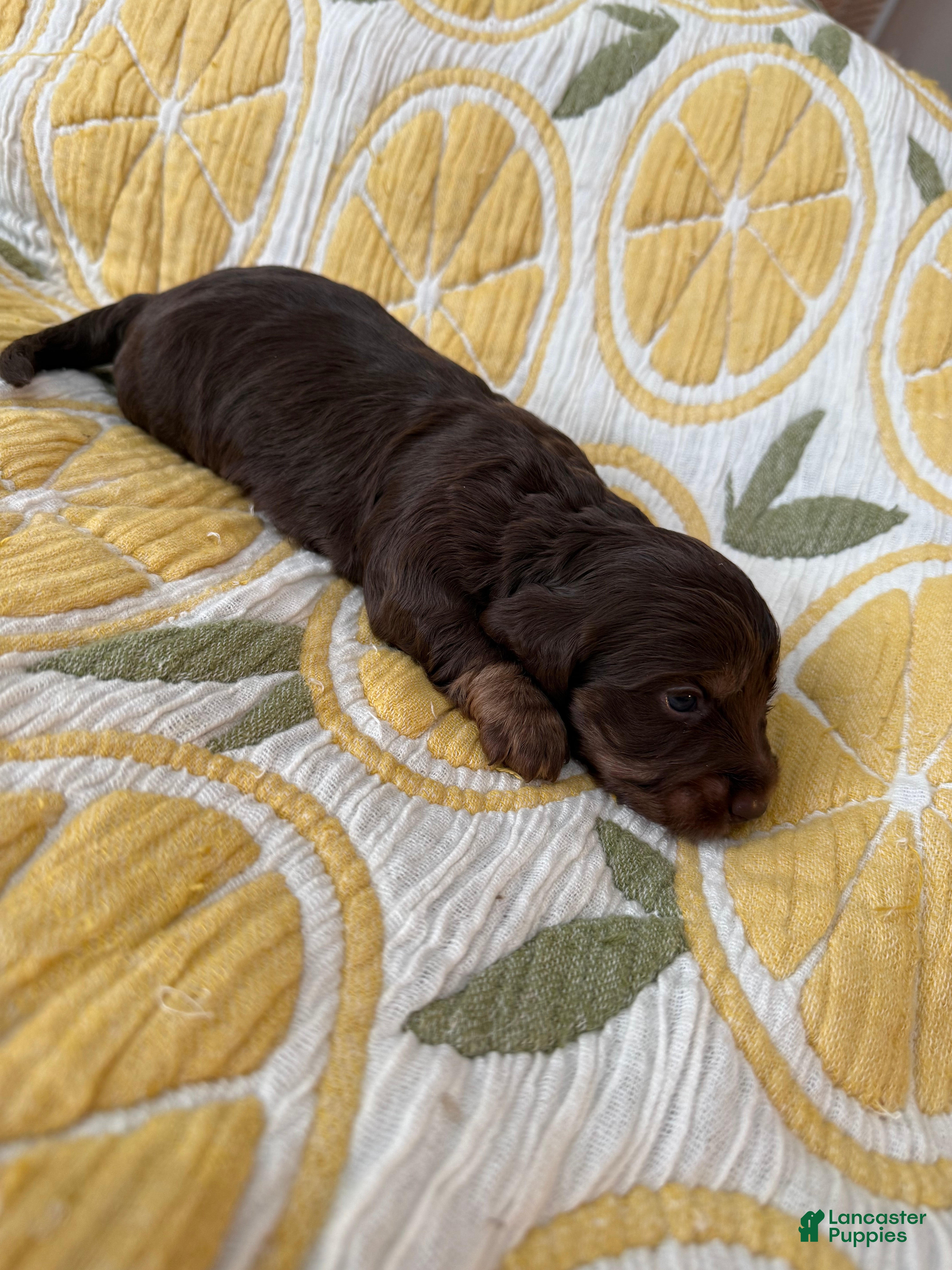 Miniature Dachshund dogs for sale: Parker - Ad 2