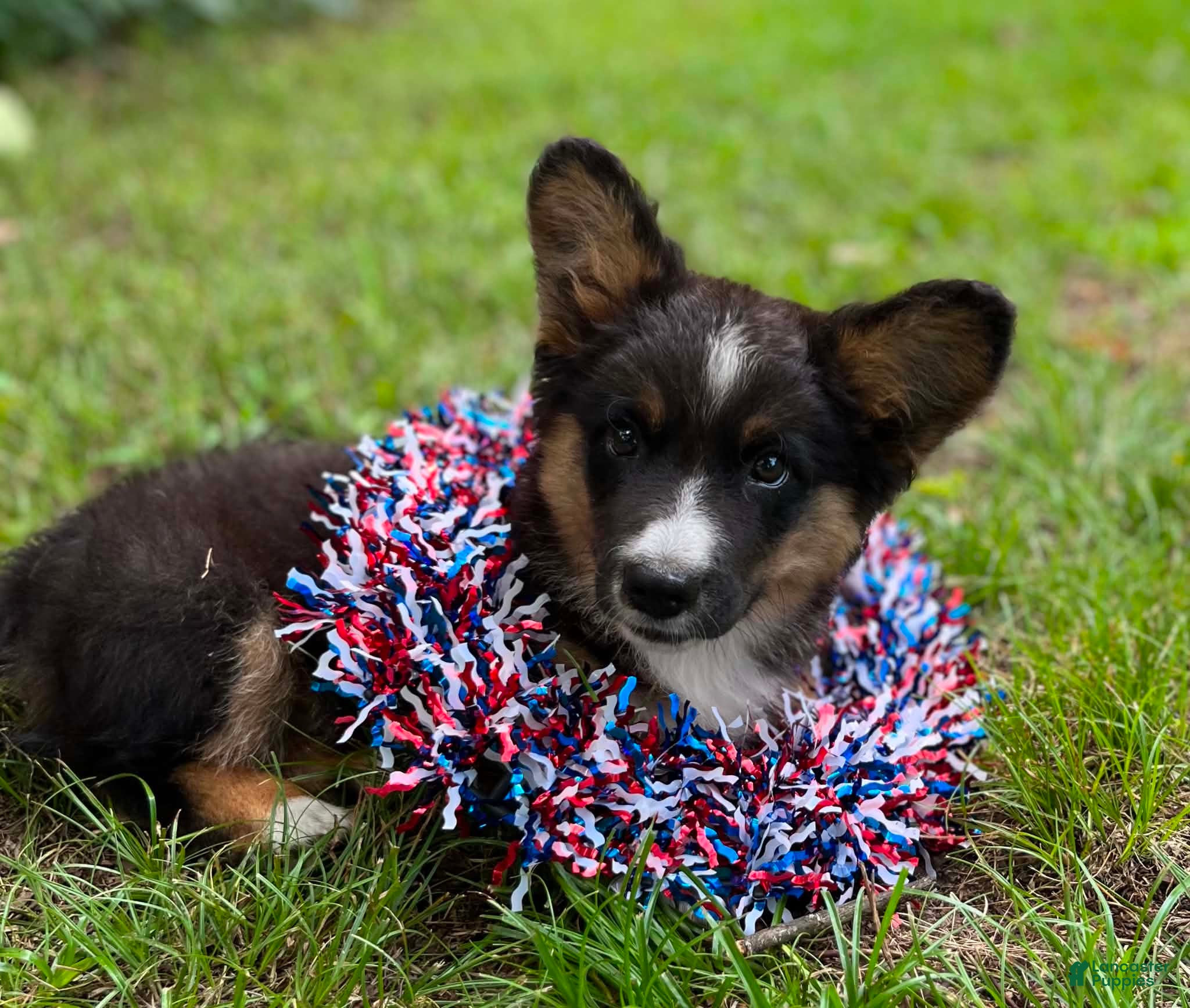 Welsh Corgi Cardigan dogs Dash- Fluffy - Ad 2