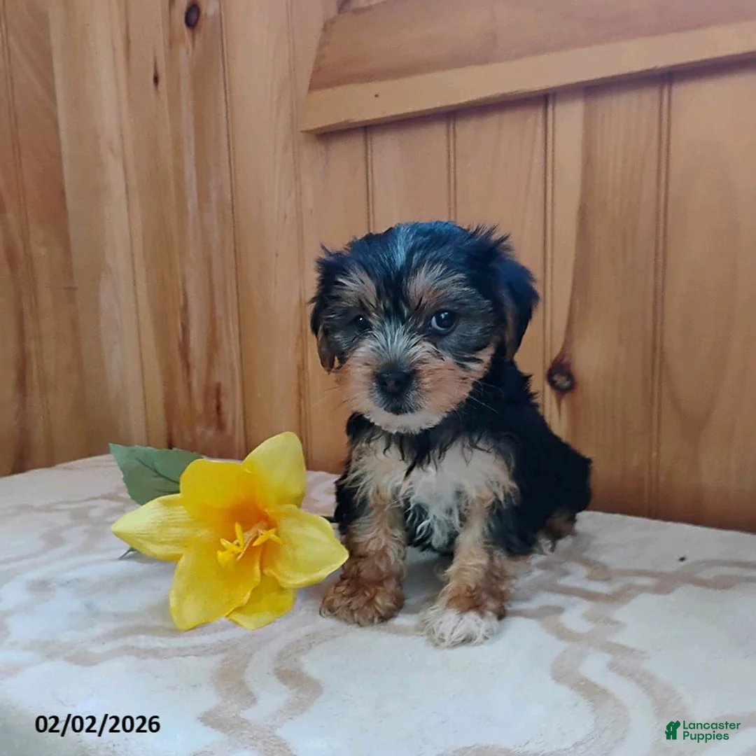 Yorkshire Terrier dogs for sale: Amber - Ad 2