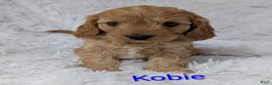Kobie